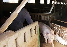 Granja de cerdos en la localidad de Hontalbilla.