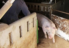 Un cerdo en una granja de la provincia de Segovia.