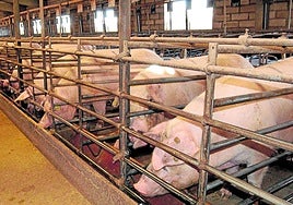 Explotación ganadera de porcino en la provincia de Segovia.
