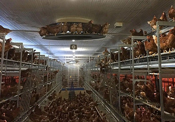 Instalaciones de Huevos Velasco.