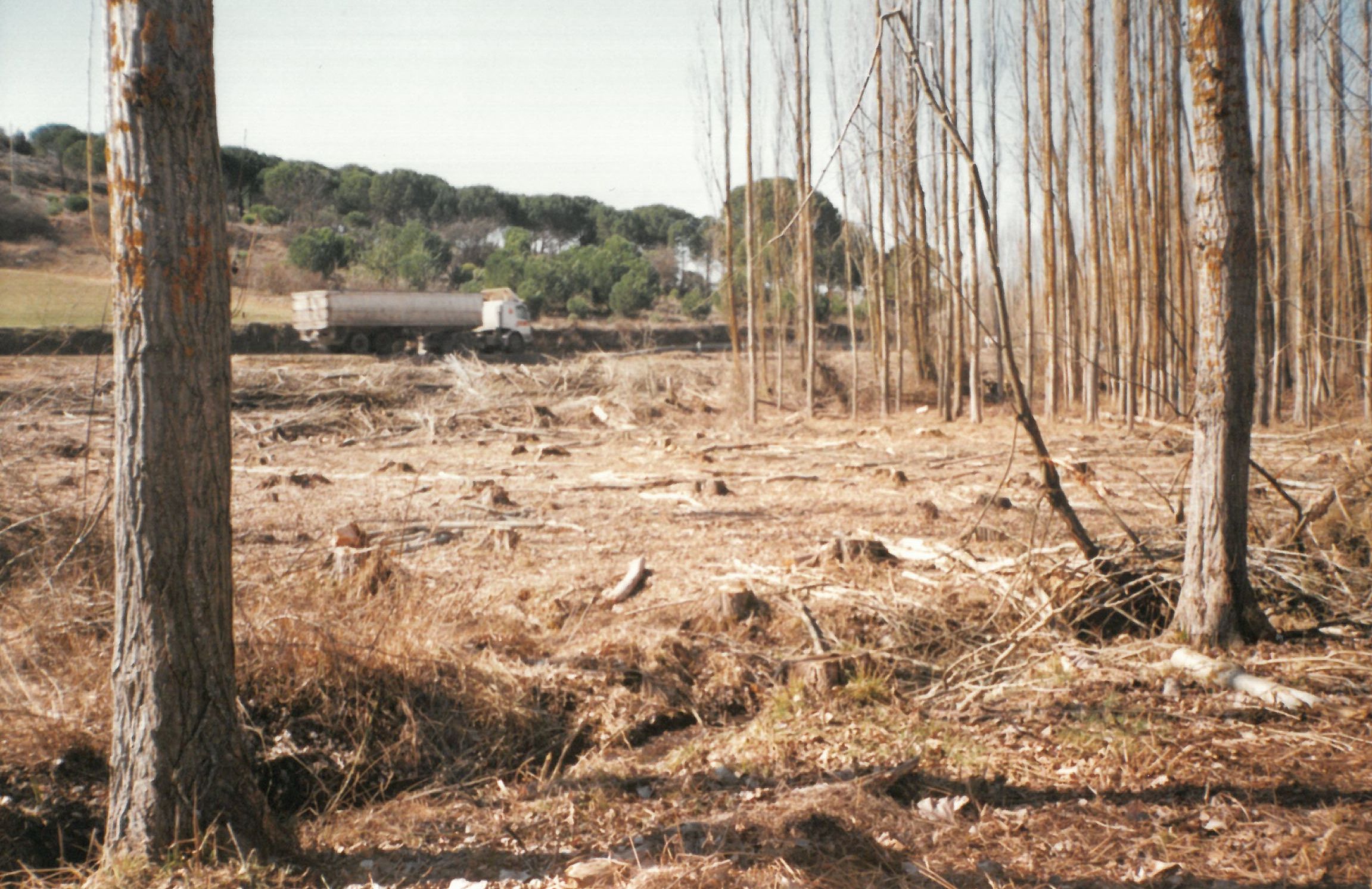 Tala de las choperas de 'Las huelgas'. 4 de abril de 1991.