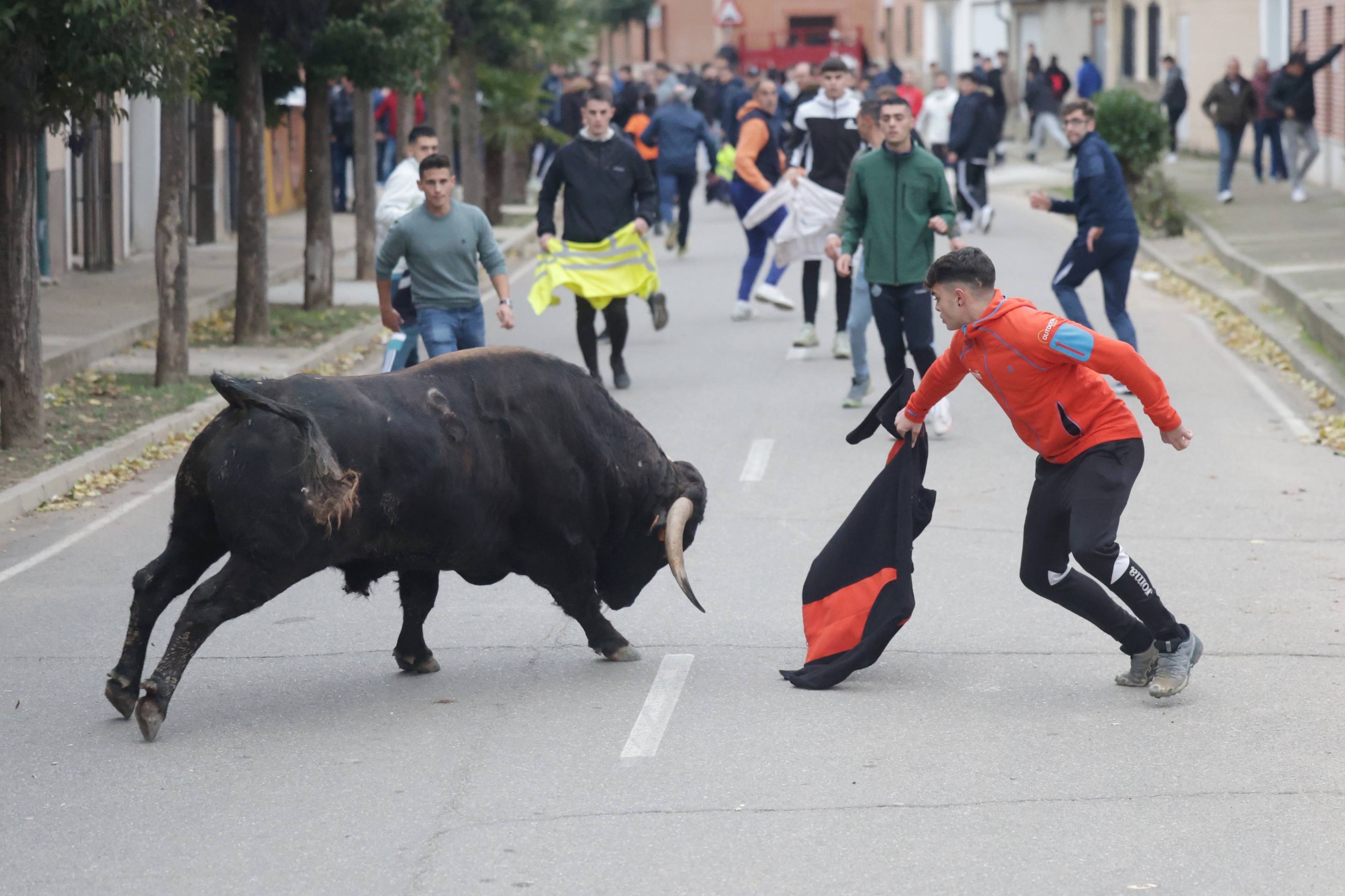 El encierro en Pollos, en imágenes