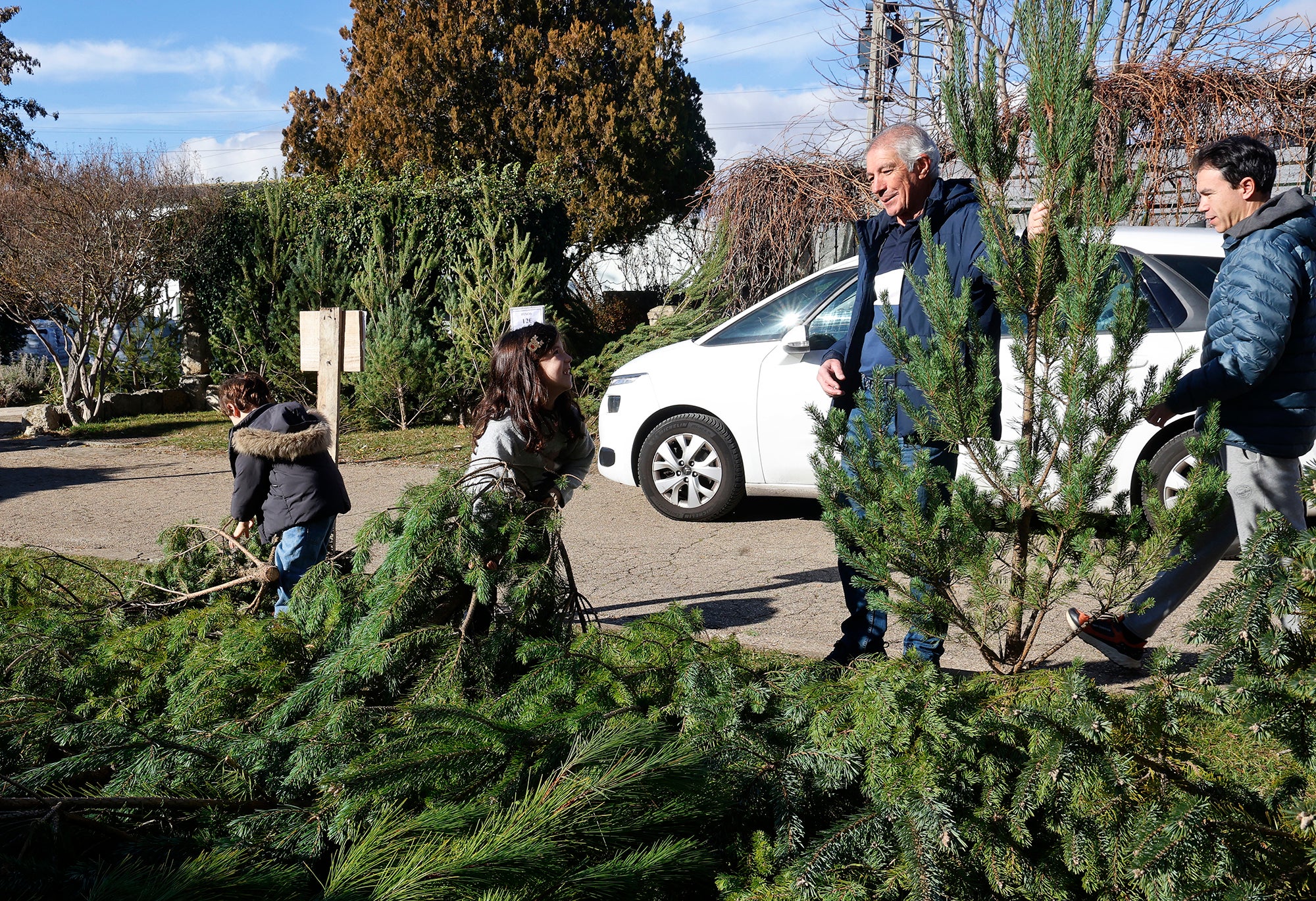 Vuelve el tradicional mercado de abetos de Palencia
