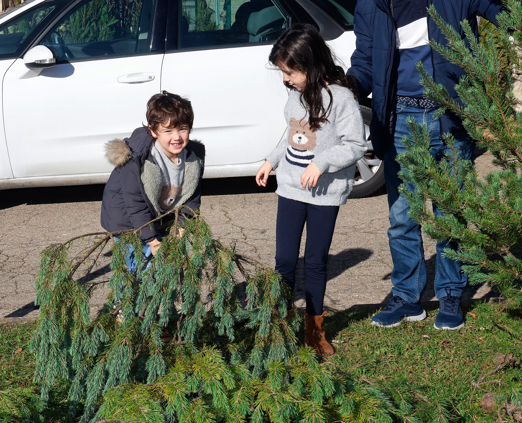 Vuelve el tradicional mercado de abetos de Palencia