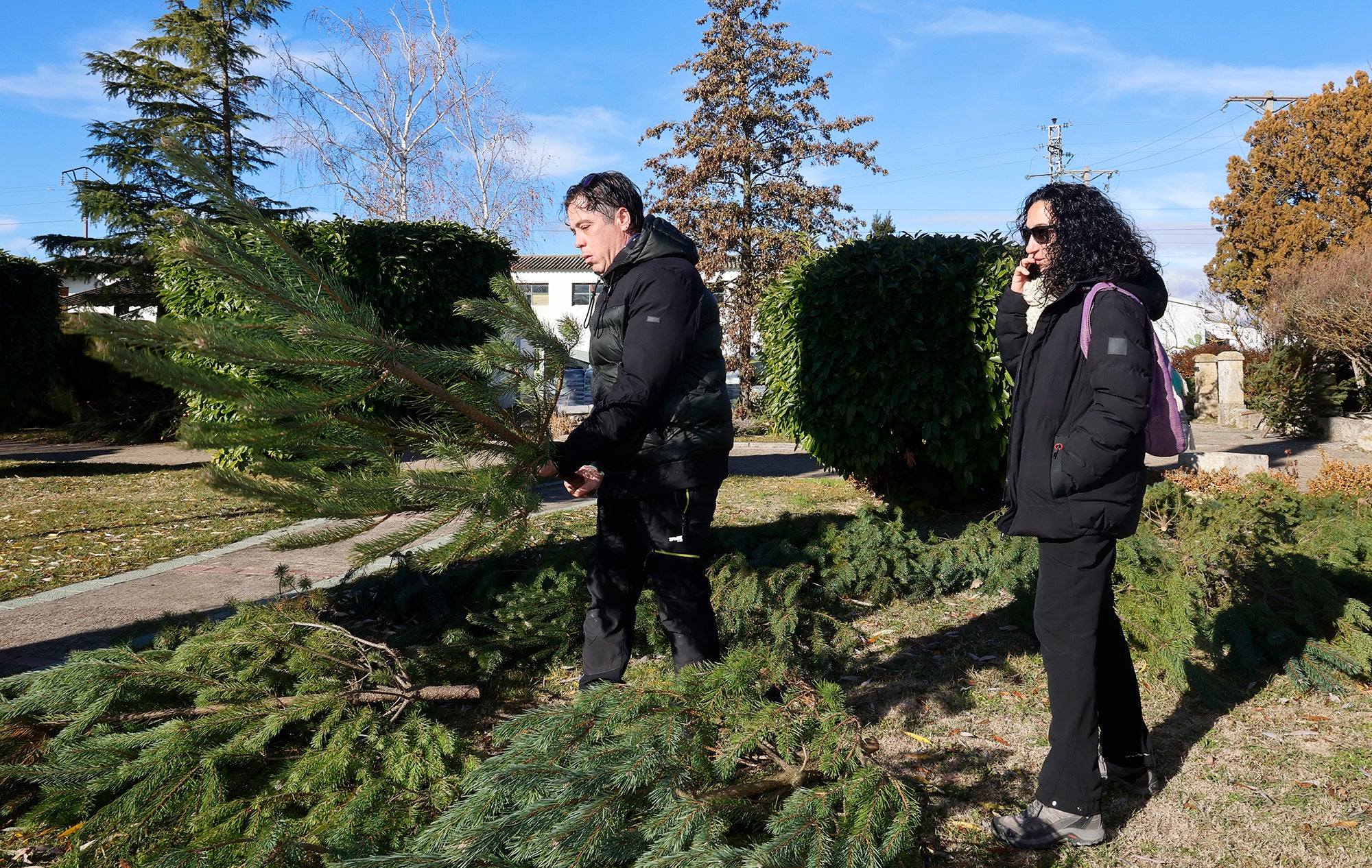 Vuelve el tradicional mercado de abetos de Palencia