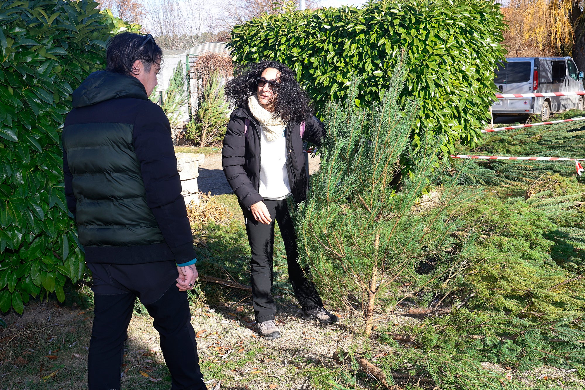 Vuelve el tradicional mercado de abetos de Palencia