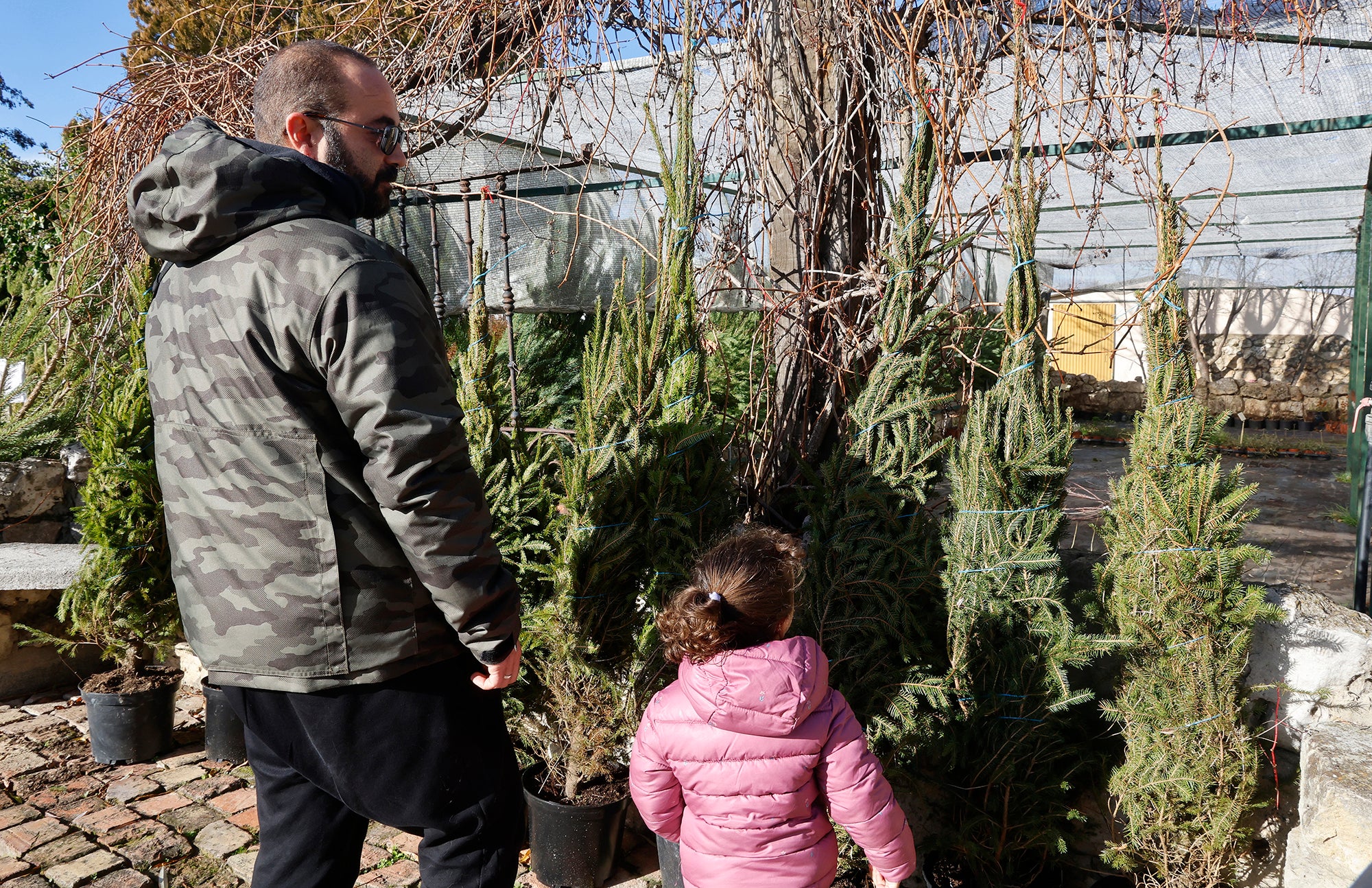 Vuelve el tradicional mercado de abetos de Palencia