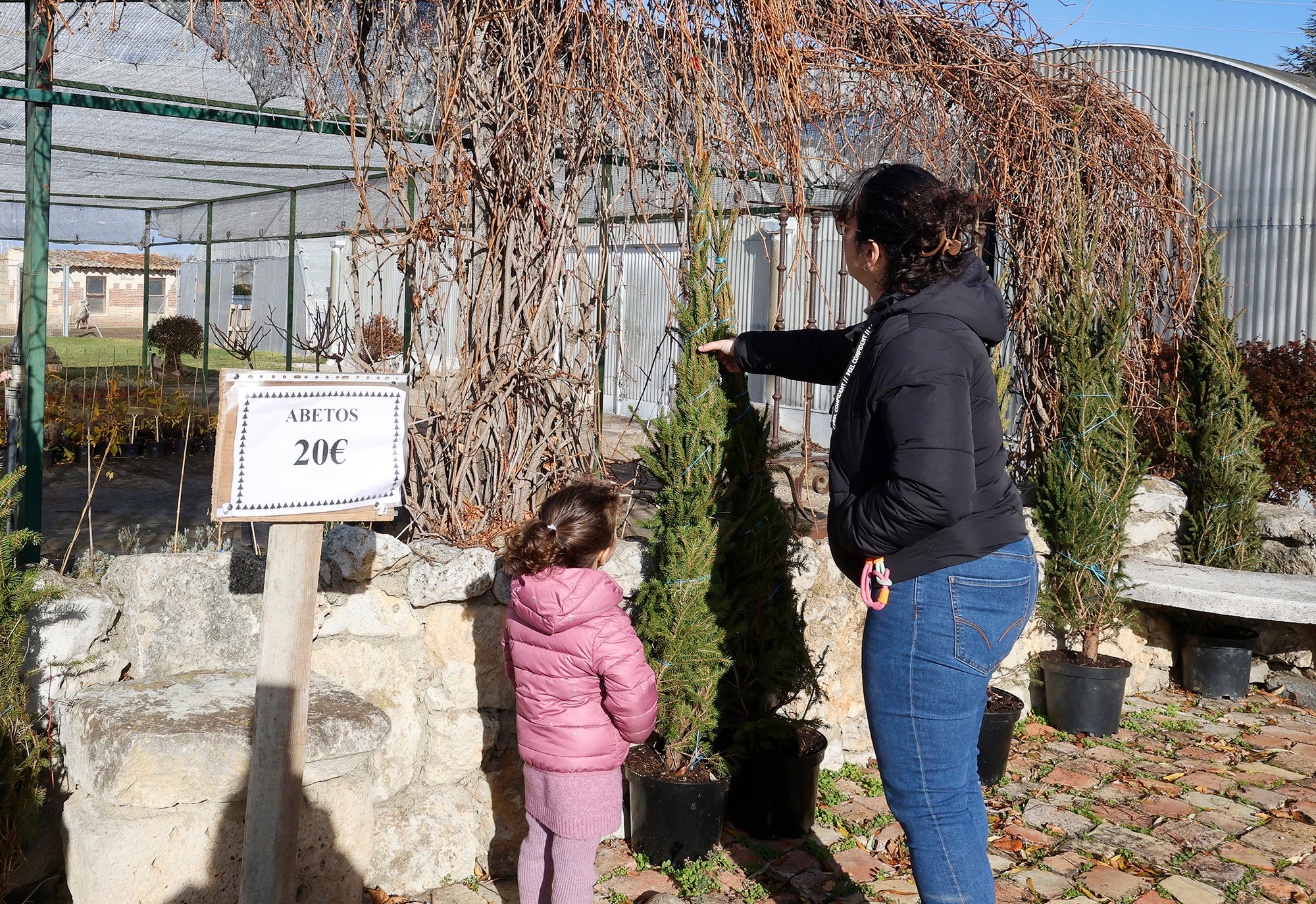 Vuelve el tradicional mercado de abetos de Palencia