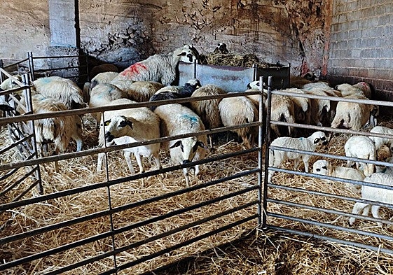 Lechazos en una explotación de ovino de la provincia de palencia.