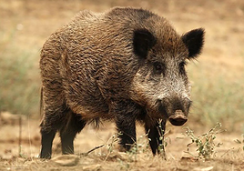 Imagen de archivo de un ejemplar de jabalí.