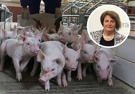 Cochinillos en una explotación segoviana. Arriba, la empresaria Raquel Conde.