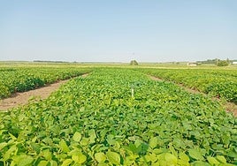 Campo de ensayo de soja del Itacyl.