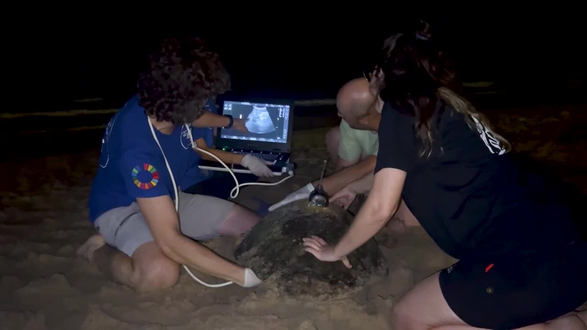 La playa de Arenales del Sol, en Elche, registra el tercer nido de tortuga boba de la temporada