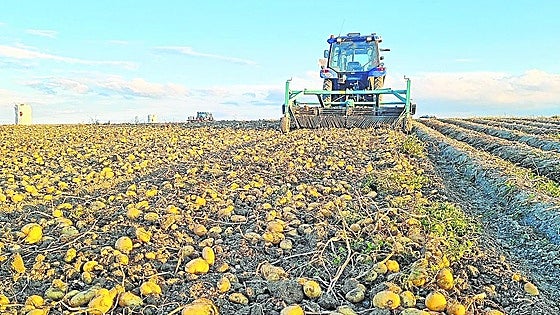 Arranca la siembra de patata con una previsión de descenso de la superficie de un 15%