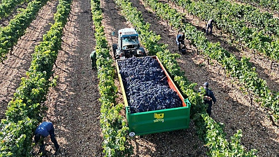 Las denominaciones de origen de vino apuestan por la unidad del sector ante la inestabilidad de los mercados