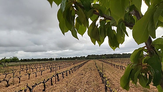 Valtiendas se incorpora a la Asociación de Denominaciones vitivinícolas de la región