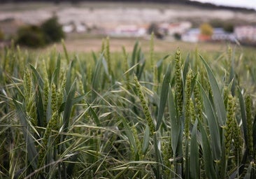 Parcela de cereal.
