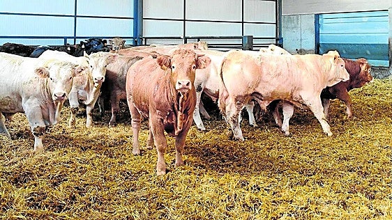 850 participantes se dan cita en Valladolid en el Congreso de Medicina Bovina