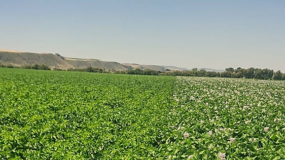 El calor retrasa una campaña de patata con buen estado sanitario