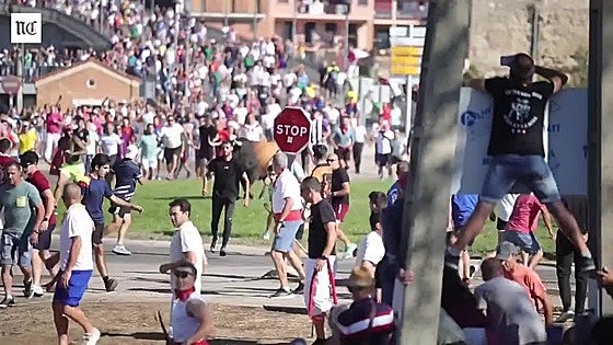 Campanito recorre las calles de Tordesillas en la celebración de el Toro de la Vega