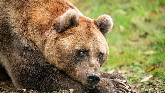 Muere Ponderoso, el oso del Coto Escolar al que quisieron todos los niños de León