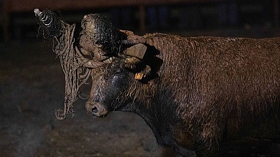 Pacma recurre la declaración del Toro Jubilo de Medinaceli como Bien de Interés Cultural