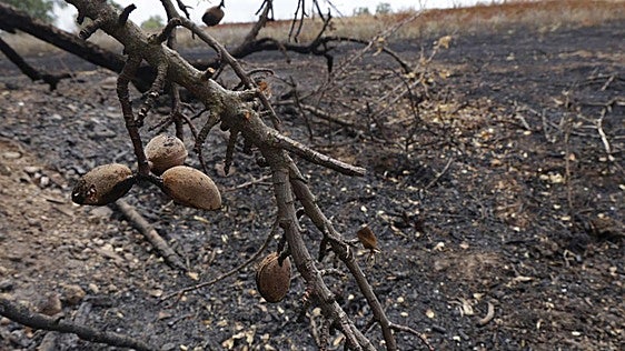 Sofocado el incendio que arrasó varias hectáreas de pinar en Santovenia: «El daño ya está hecho»