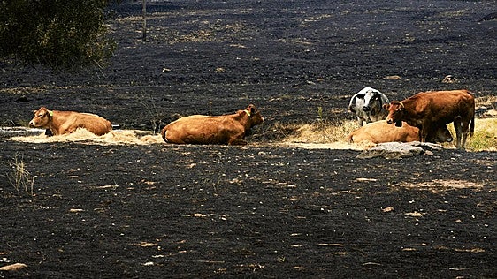 La Junta supervisa el suministro urgente de alimento al ganado afectado por los incendios del Valle del Tiétar