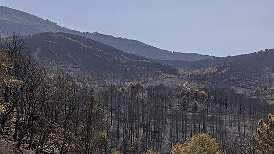Las reactivaciones del incendio de Burgohondo obligan a reforzar el operativo con medios aéreos en varios sectores