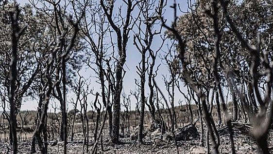 El incendio de Burgohondo baja a nivel uno de peligrosidad