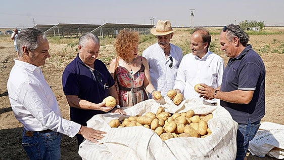 La Junta reforzará los controles para garantizar precios justos para las 800.000 toneladas de patata que saldrán de la comunidad