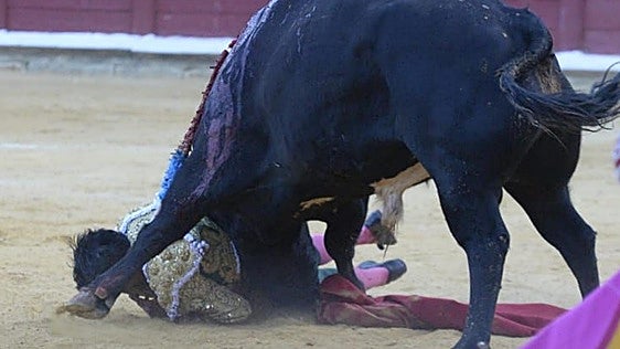 El torero vallisoletano Mario Navas sufre una fractura de clavícula tras una fea voltereta en Toro