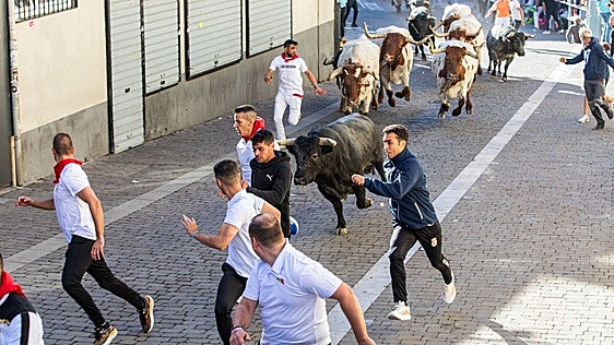 El primer encierro de Cuéllar, en imágenes (1)