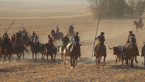 Fotos del quinto encierro de Cuéllar por el campo