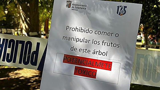 Ingresados tres menores tras comer el fruto de un árbol potencialmente tóxico en un parque de Salamanca