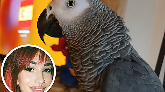 Mil euros de recompensa por el loro 'Paco', perdido en Siete Iglesias de Trabancos: «Es nuestra vida»