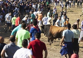 Cientos de asistentes disfrutan del Toro de la Vega en Tordesillas.