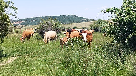 El calor reduce más del 20% la producción de la ganadería