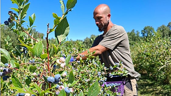 Un agricultor segoviano produce frutos rojos que recogen los propios clientes