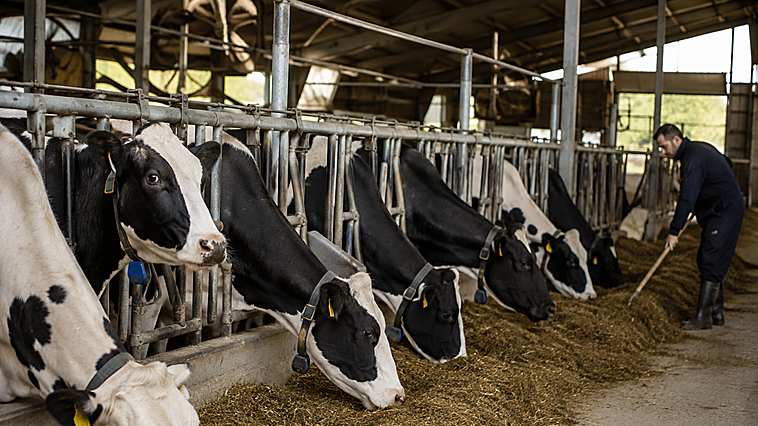 17 explotaciones de vacuno de leche han cerrado durante 2026