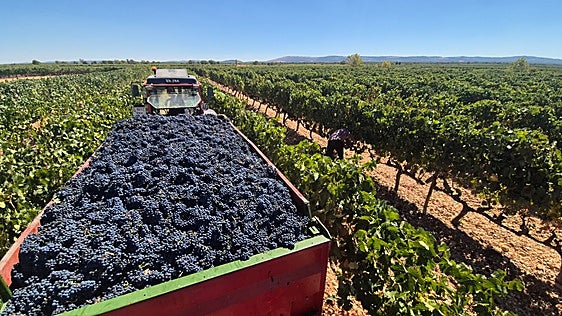 UCCL culpa al crecimiento desmedido, del desplome del precio de la uva en Ribera