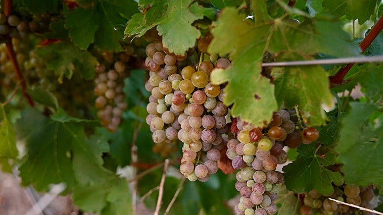 Agroseguro paga 8,7 millones en indemnizaciones a viticultores de Castilla y León