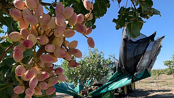 La recogida de pistacho llega con adelanto con una producción «de calidad»