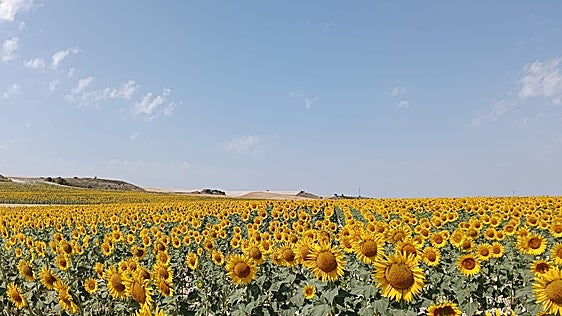 Arranca la campaña de girasol con rendimientos bajos por la falta de agua