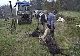 Ganaderos retiran los cadáveres de ovejas atacadas por lobos.