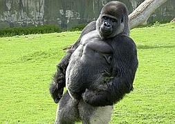 Un gorila muy humano