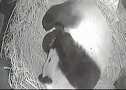 Imagen de la madre panda después de dar a luz. / Foto y vídeo: Atlas