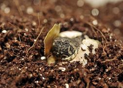Una cría de tortuga lagarto. / Archivo