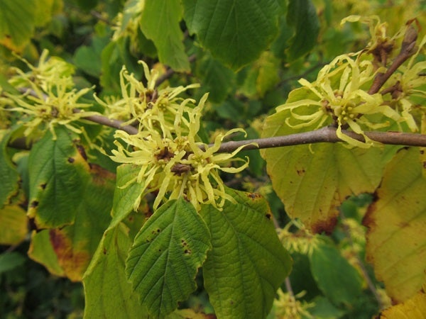 Flor de Hamamelis. 