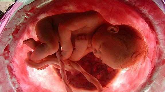 Feto humano dentro del viente de una embarazada. 